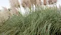 Pedimos que se tomen medidas contra a especie invasora "Carrizo da Pampa"