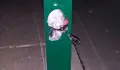 Denunciamos o desleixo na recollida dos excrementos dos cans.