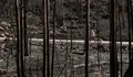 MOCIÓN CONTRA OS LUMES FORESTAIS E POLO DESENVOLVEMENTO RURAL
