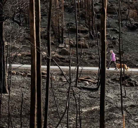 GRAF1209. MEL&Oacute;N (OURENSE), 18/10/2017.- Galicia trata de recuperar la normalidad y comienza a hacer balance del tr&aacute;gico fin de semana en el que los incendios forestales han acabado con la vida de cuatro personas y devastado en torno a 12.000 hect&aacute;reas de superficie, muchas de ellas zonas de alto valor ecol&oacute;gico. En la imagen, un hombre pasea con sus perros por la zona calcinada en el incendio de Moces (Mel&oacute;n). EFE/ Brais Lorenzo