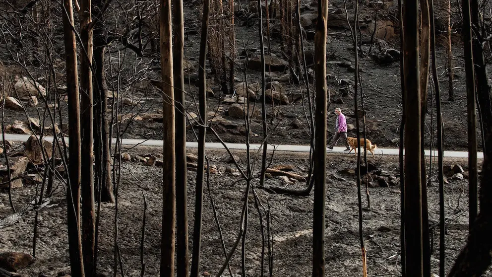 GRAF1209. MEL&Oacute;N (OURENSE), 18/10/2017.- Galicia trata de recuperar la normalidad y comienza a hacer balance del tr&aacute;gico fin de semana en el que los incendios forestales han acabado con la vida de cuatro personas y devastado en torno a 12.000 hect&aacute;reas de superficie, muchas de ellas zonas de alto valor ecol&oacute;gico. En la imagen, un hombre pasea con sus perros por la zona calcinada en el incendio de Moces (Mel&oacute;n). EFE/ Brais Lorenzo